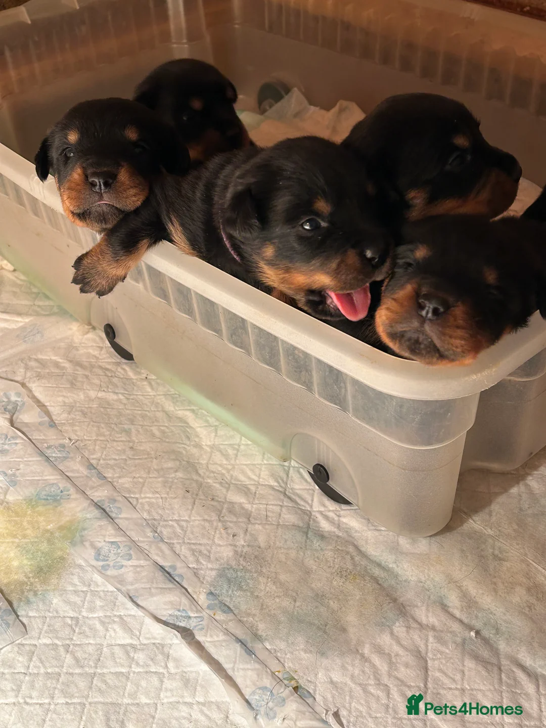 Rottweiler dogs for sale: Champion  bloodline Rottwiler Puppies  - Advert 39