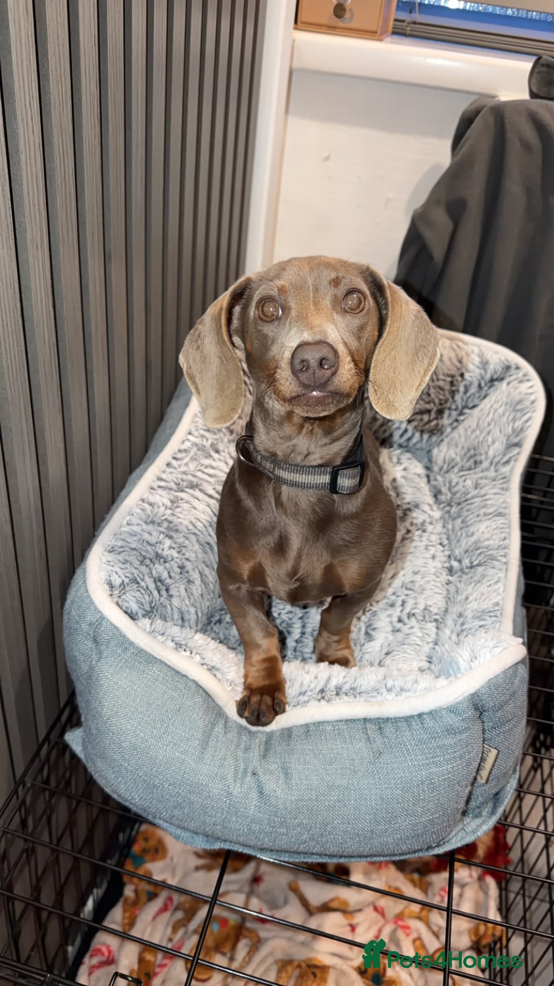 Miniature Dachshund dogs for sale: Miniature Dachshund girl  - Advert 1