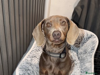 Miniature Dachshund dogs Miniature Dachshund girl - Advert 1