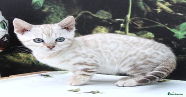 Bengal cats - Advert 15