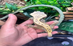 Gecko reptiles for sale: Male and female proven crested gecko with set up - Image 1