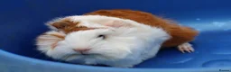 Guinea Pig rodents for sale: 3 Peruvian Baby Boars - Advert 4