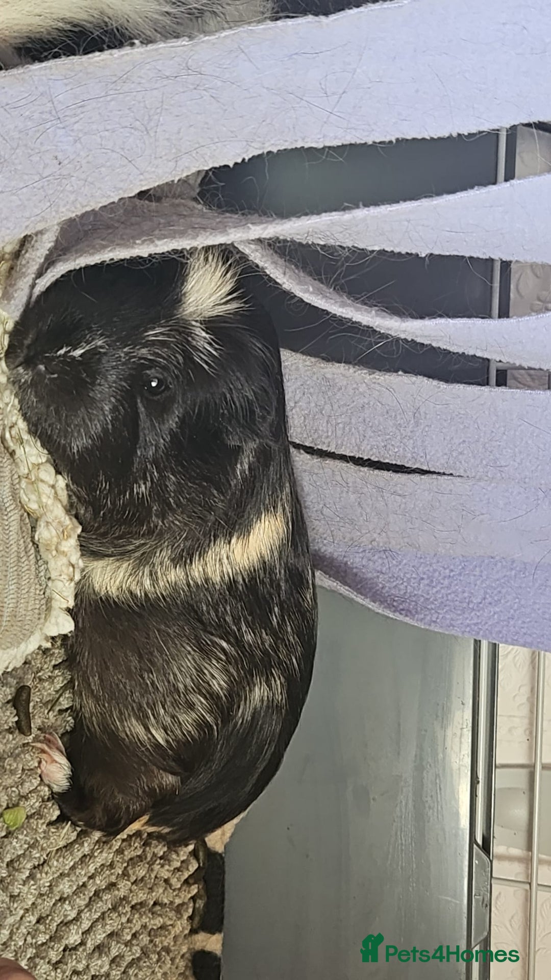 Guinea Pig rodents for sale: 2 male guinea pigs 1 year old - Advert 6