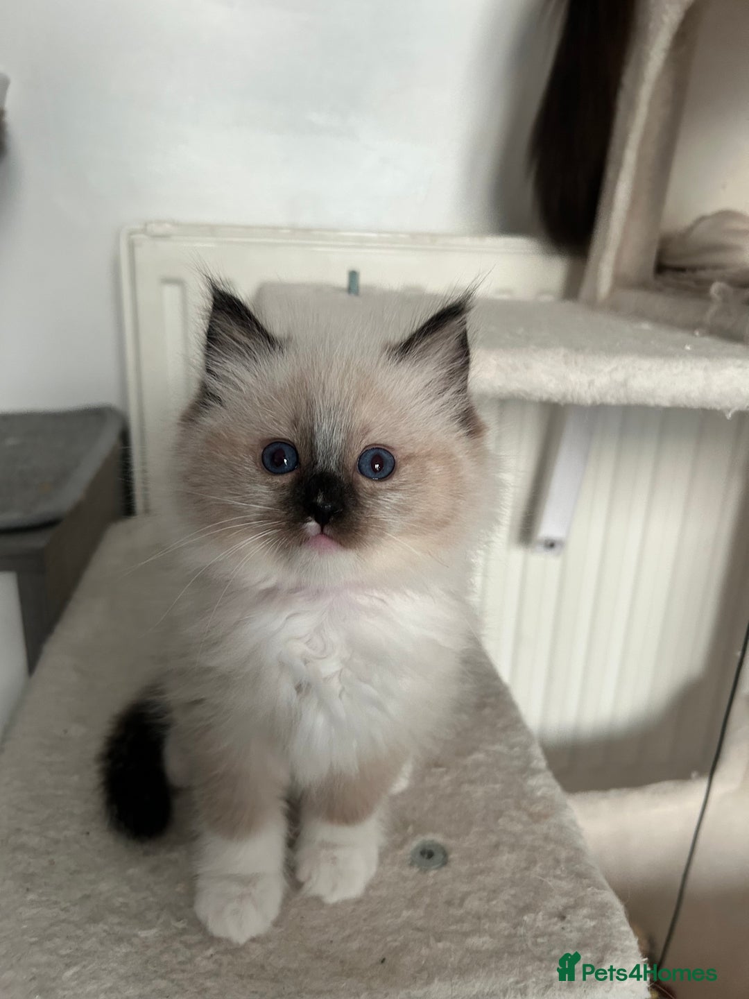 Ragdoll cats for sale: Adorable ragdoll kittens - Image 7