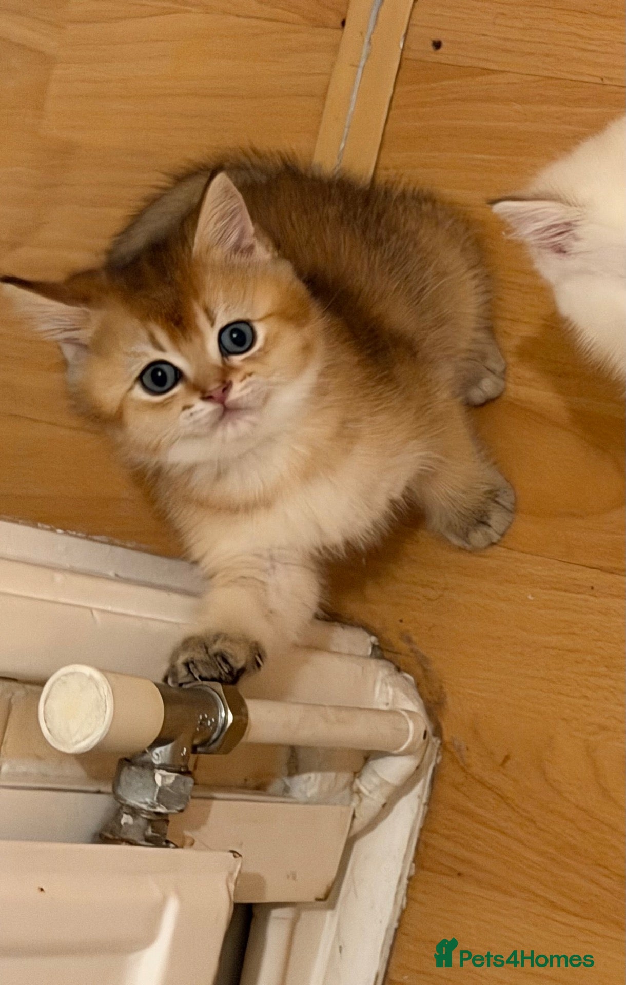 British Longhair cats  NY12 GOLDENSHADED White colour point  - Advert 5