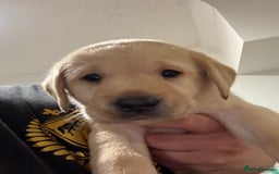 Labrador Retriever dogs for sale: 1 black boy left! ready to leave! Perfect labs! - Image 23