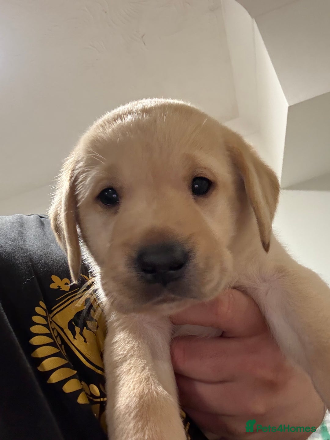 Labrador Retriever dogs for sale: 1 black boy left! ready to leave! Perfect labs! - Image 23