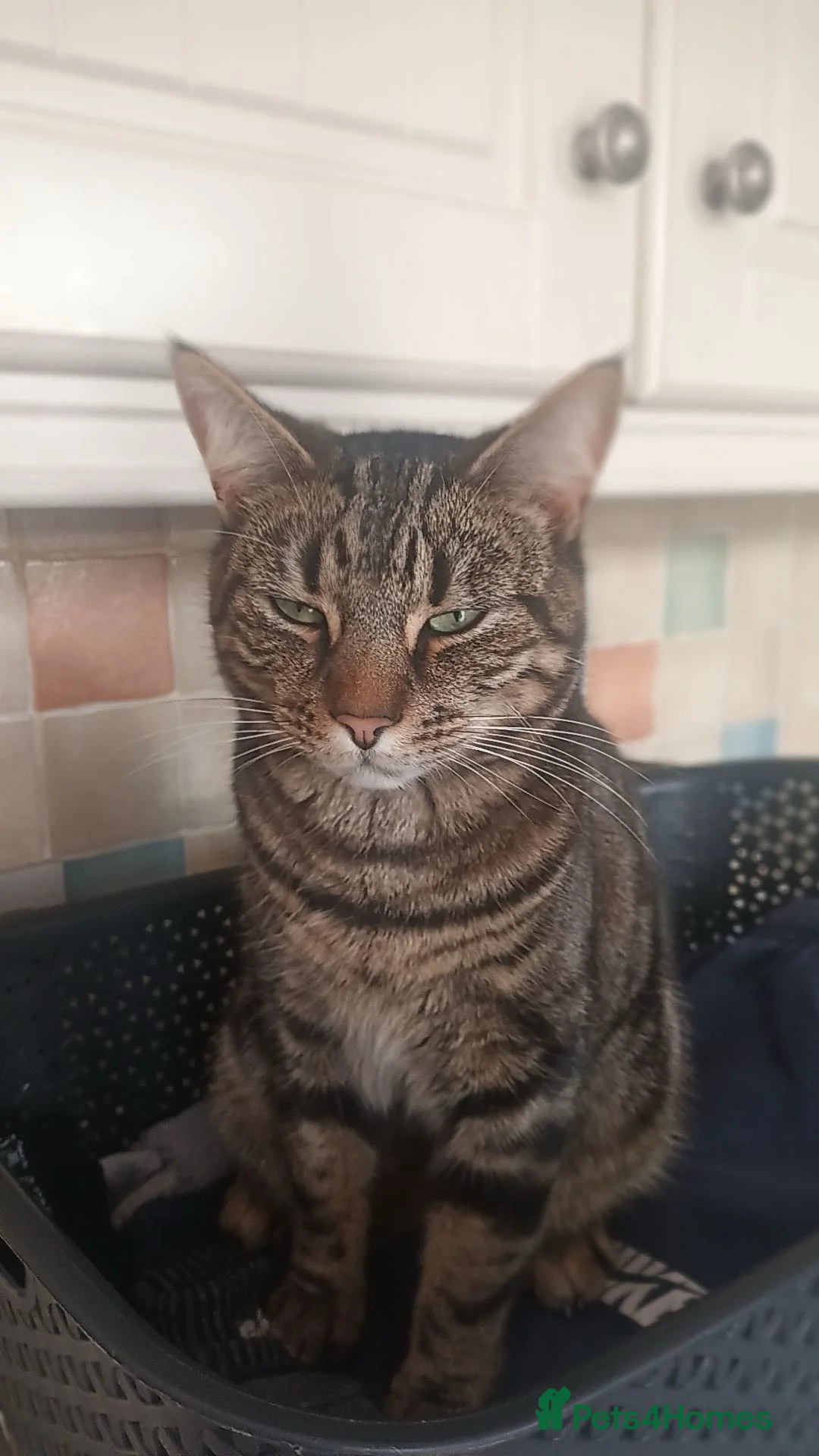 Mixed Breed cats for sale: Barry - Advert 1