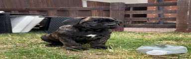 Brindle Female 