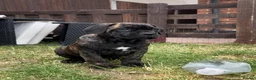 Cane Corso dogs for sale: Grand Champion Cane corso puppies - Advert 11