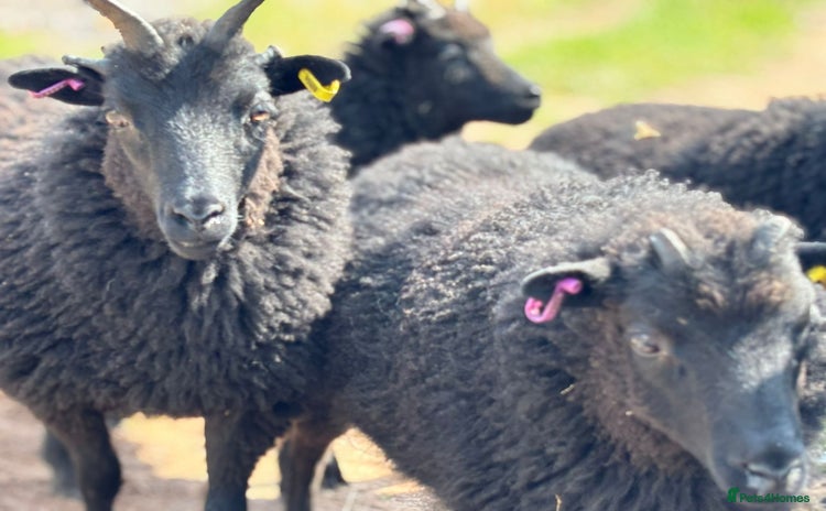 Sheep livestock - Advert 1