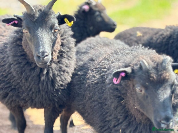Sheep livestock - Advert 1