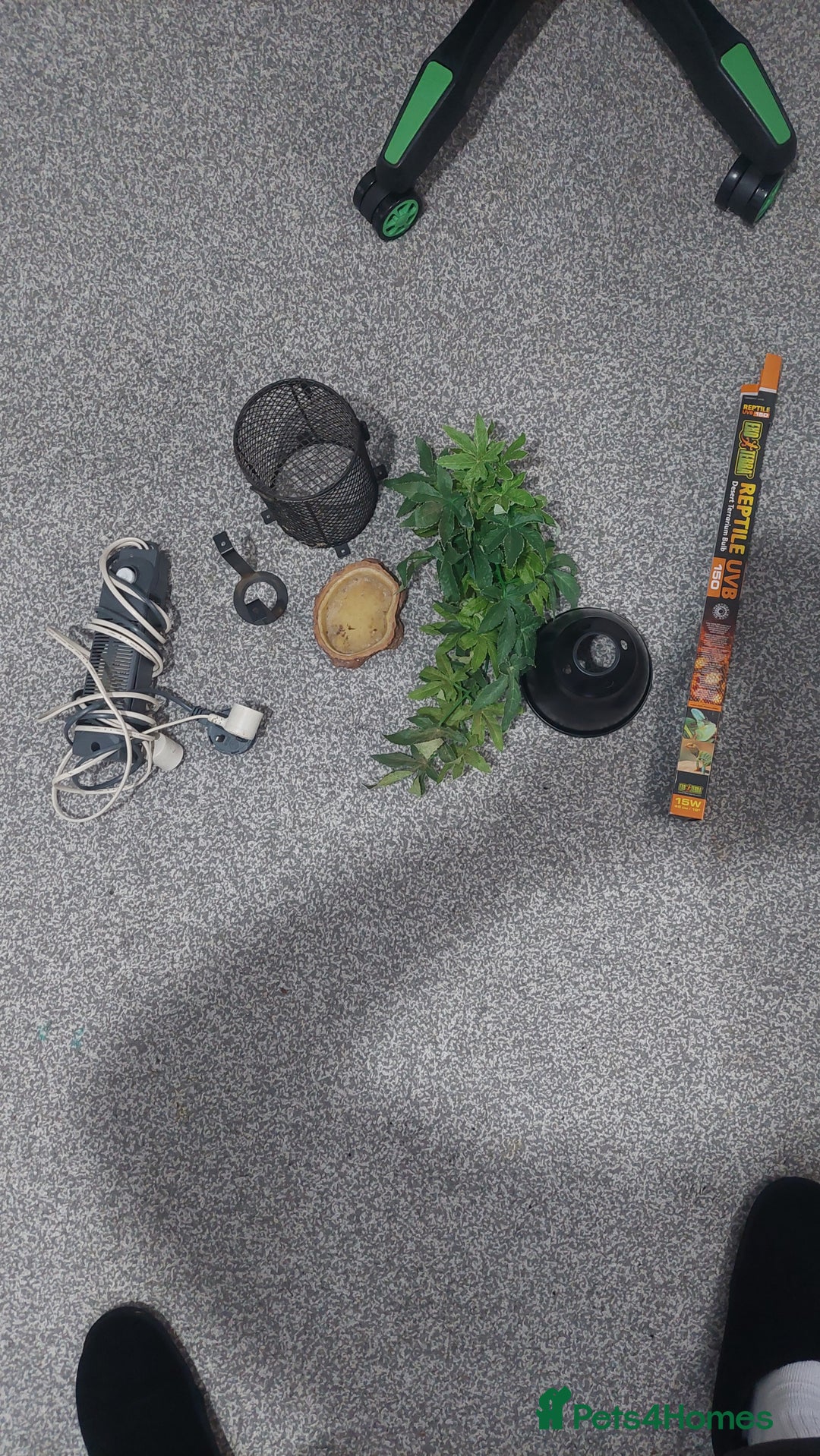 Dragon reptiles for sale: Bearded dragon with viv - Advert 7