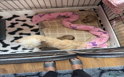 Lhasa Apso dogs for sale: Lhasa Apso Puppies - Image 3