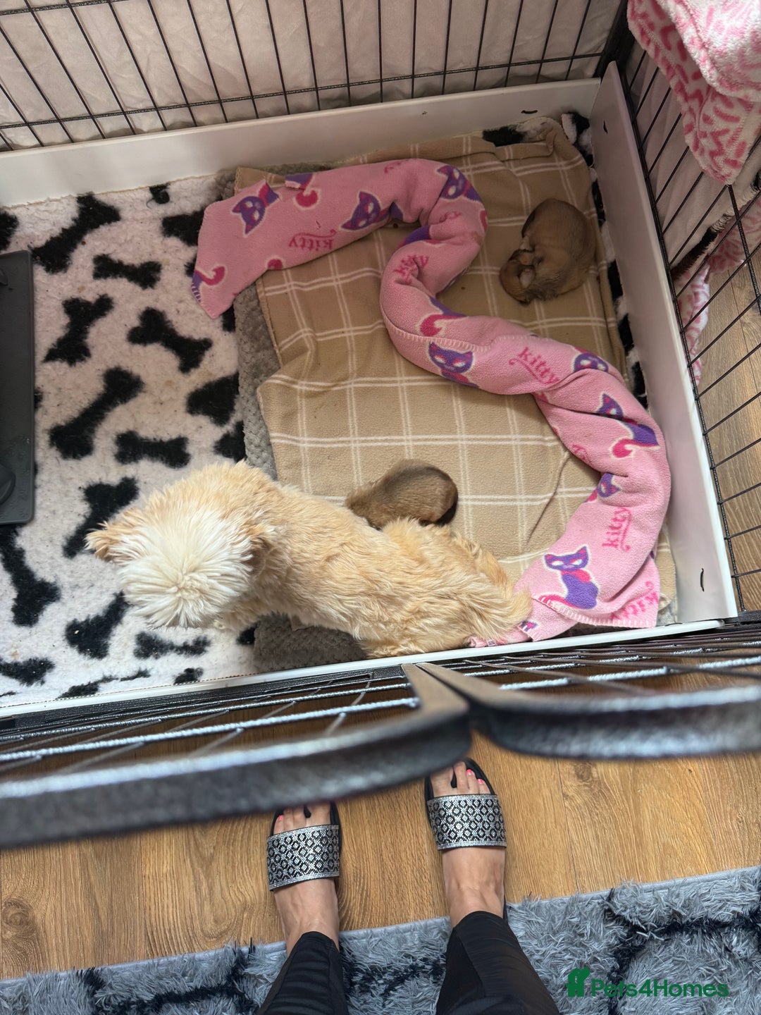 Lhasa Apso dogs for sale: Lhasa Apso Puppies - Image 3