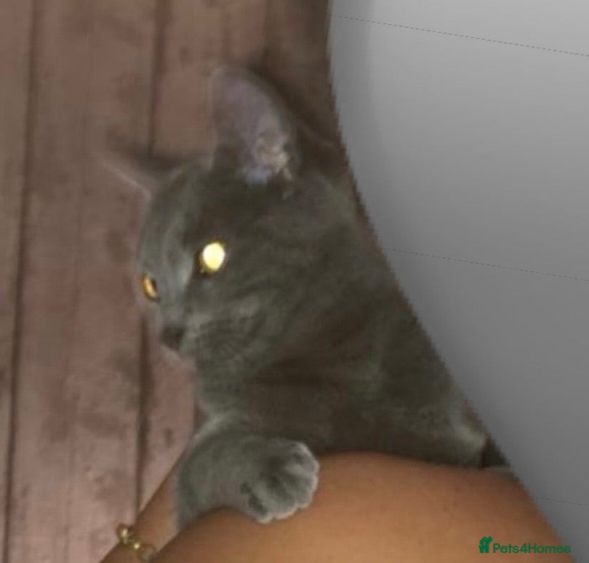 British Shorthair cats British short hair kitten  - Advert 1