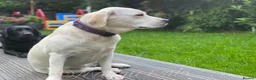 Labrador Retriever dogs for sale: Beautiful Pure Labrador with dna tests - Advert 4