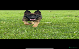 Mixed Breed dogs for sale: Wilson  - Image 7