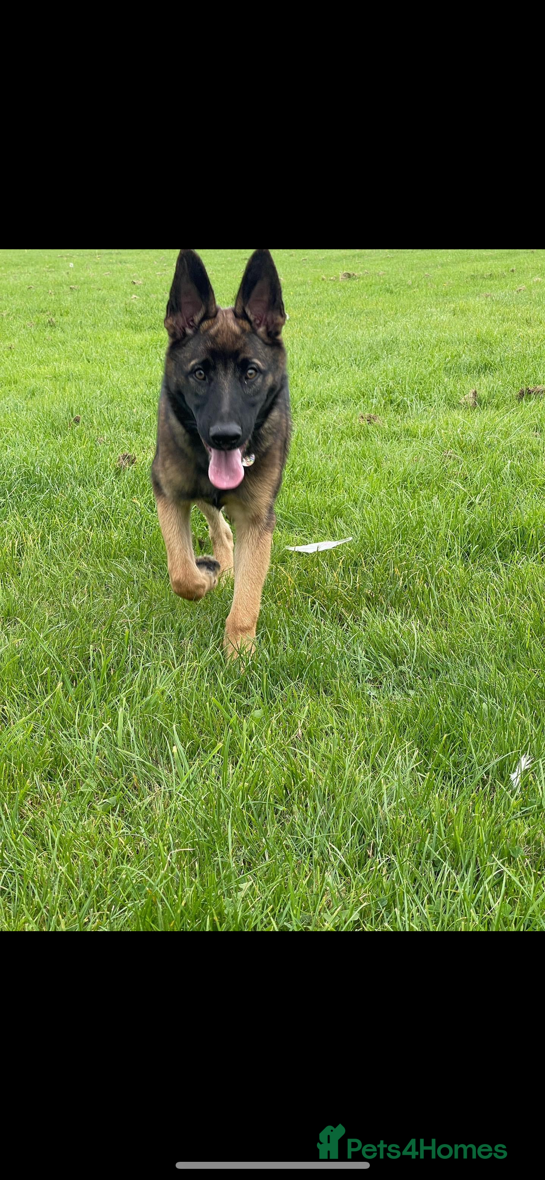 Mixed Breed dogs for sale: Wilson  - Image 7