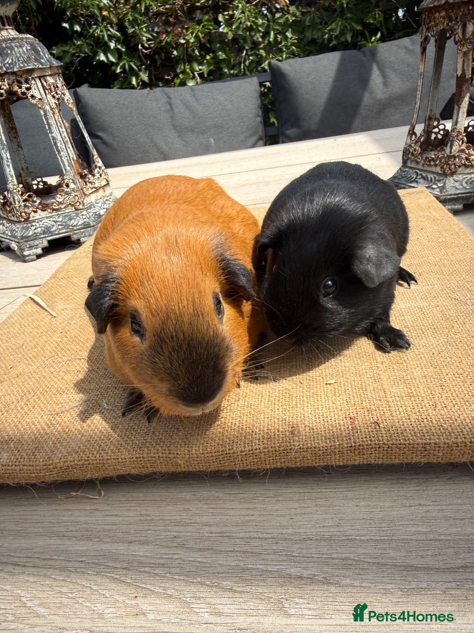 Guinea Pig rodents Pure bred Californian & Swiss guinea pigs  - Advert 12