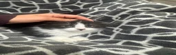 Mixed Breed cats for sale: Half British short kitten  - Advert 5