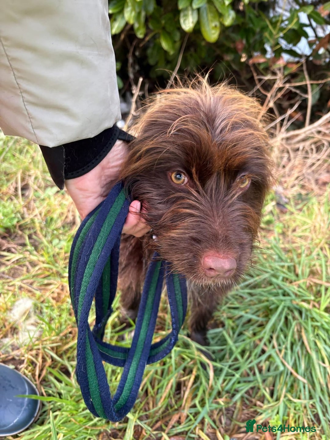 Mixed Breed dogs for adoption: Hazel - Norwich Norfolk  - Advert 4