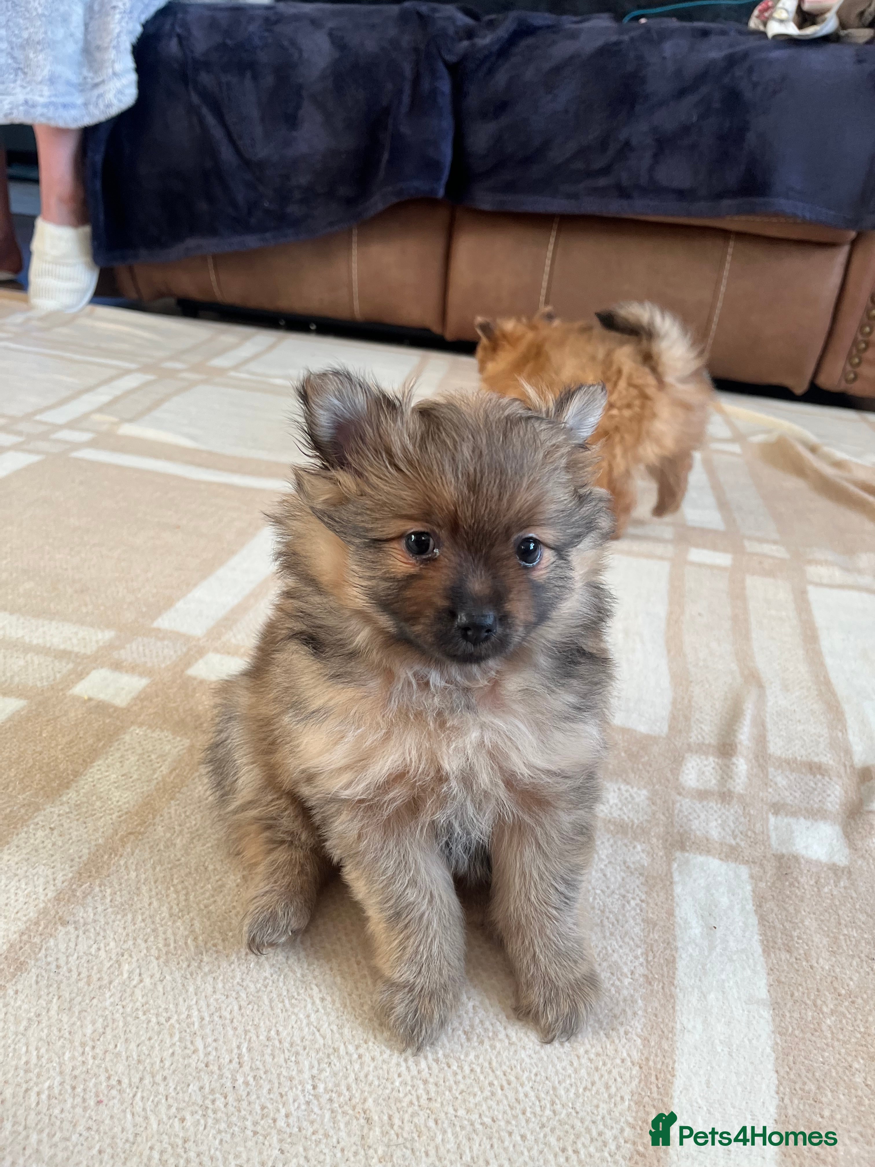 Pomeranian dogs ⭐️ Only 1 Pomeranian Boy is left ⭐  - Advert 1