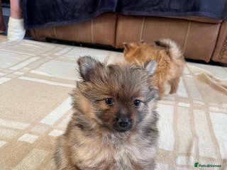 Pomeranian dogs ⭐️ Only 1 Pomeranian Boy is left ⭐ - Advert 1