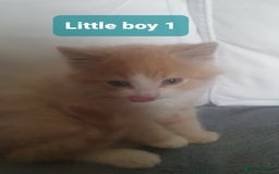 Mixed Breed cats for sale: 2 Fluffy Boys and 3 Gorgeous Girls READY NOW - Image 4