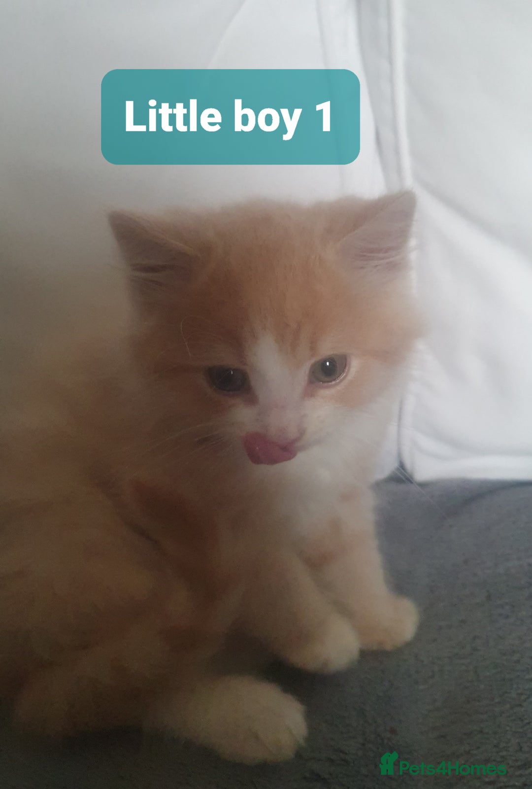 Mixed Breed cats for sale: 2 Fluffy Boys and 3 Gorgeous Girls READY NOW - Image 4