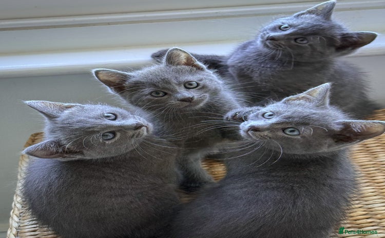 Russian Blue cats - Advert 1