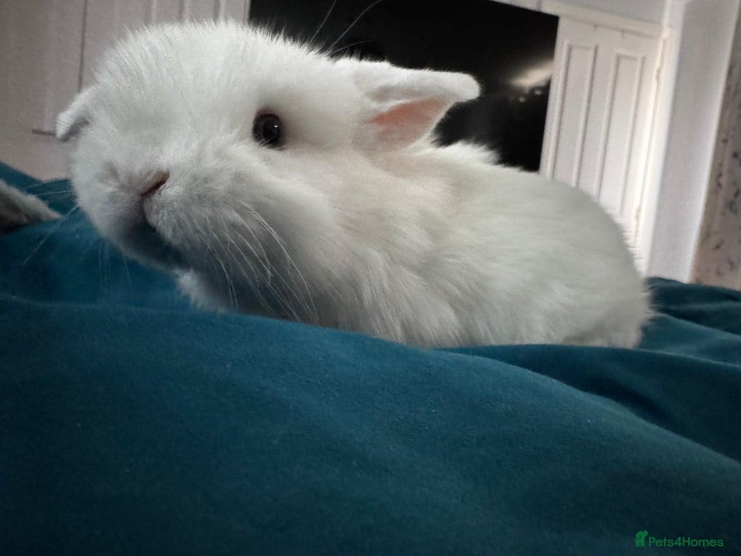 Mini Lop rabbits for sale: Mini Lop bunnies for sale  - Advert 34