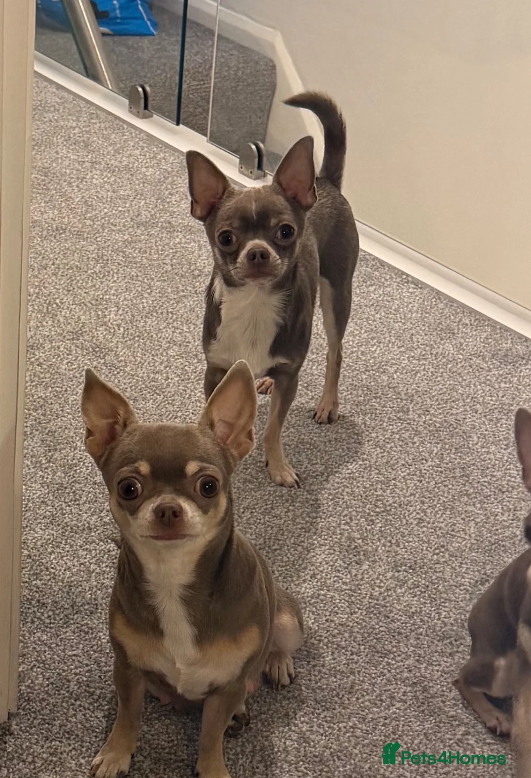 Chihuahua dogs for stud: ILOVE: Freddo – KC Registered Lilac Chihuahua Stud - Advert 8