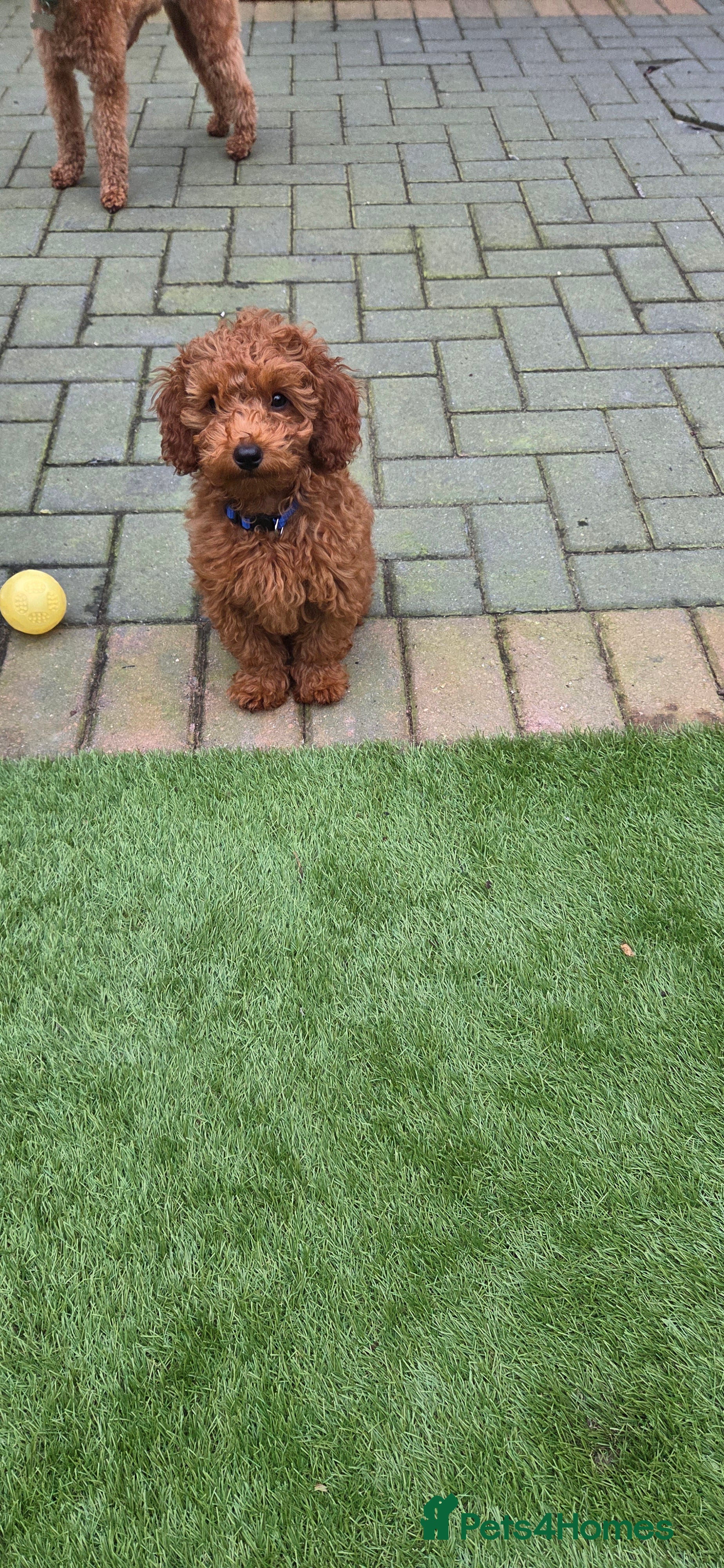 Mixed Breed dogs 2 left, Toy Poodle, Red.  - Advert 15