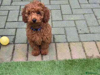 Mixed Breed dogs 2 left, Toy Poodle, Red. - Advert 15