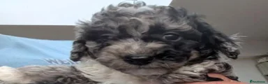 Poodle 4