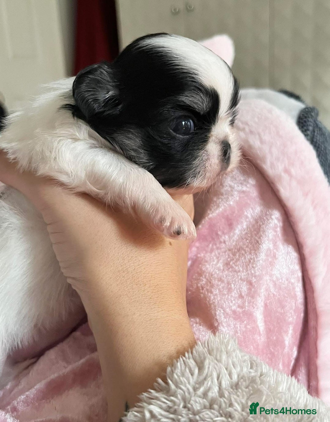 Chihuahua dogs for sale: Long Coat Chihuahua Boys Outstanding Quality ⭐️ - Advert 4