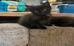 Mixed Breed cats for sale: Short hair and long hair kittens  - Image 7