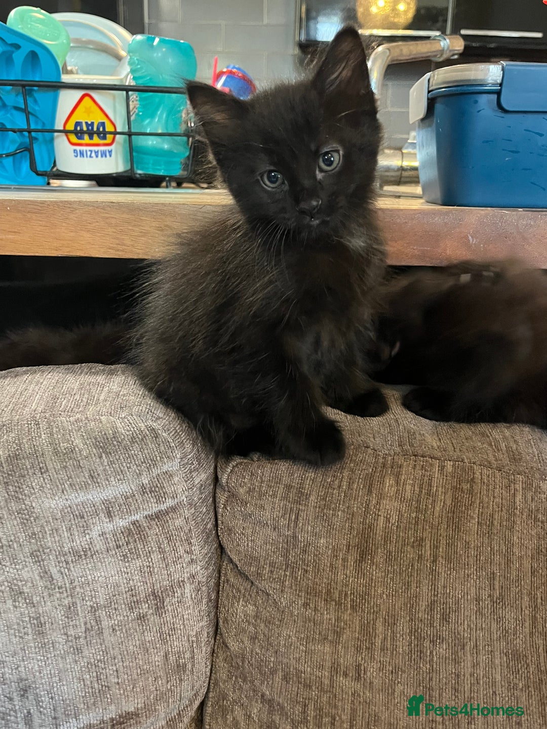 Mixed Breed cats for sale: Short hair and long hair kittens  - Image 7