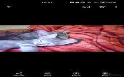 Domestic Shorthair cats for sale: Dobby - Image 4