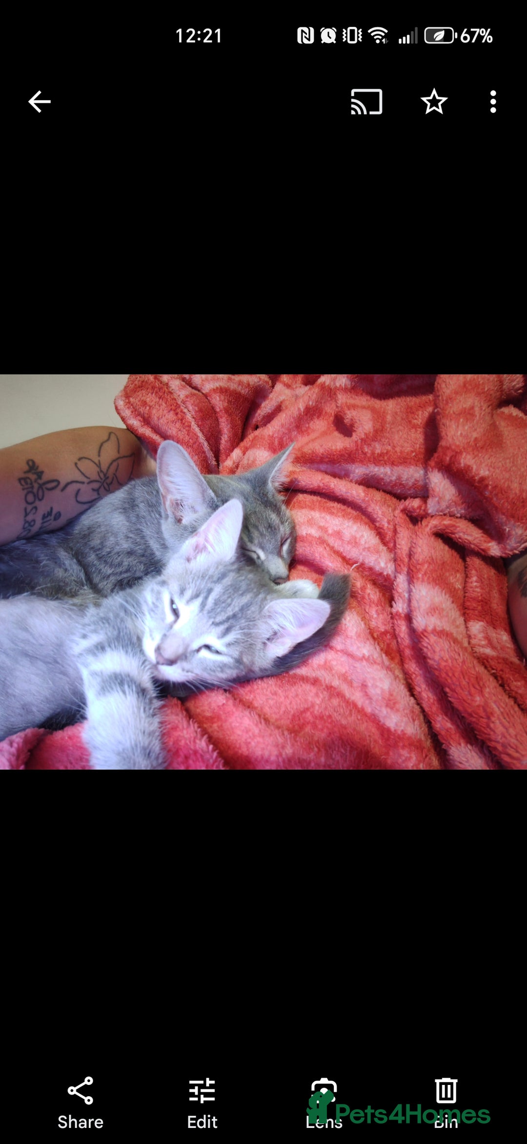 Domestic Shorthair cats for sale: Dobby - Image 4