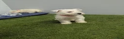 West Highland Terrier dogs for sale: West Highland Terrier puppies  - Advert 5