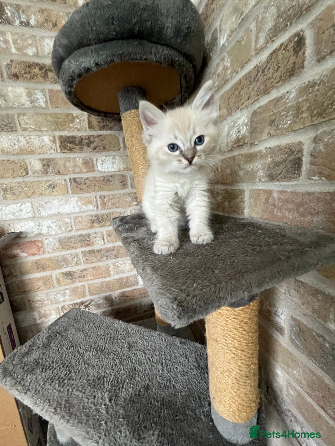 Ragdoll cats for sale: One female Ragdoll left  in Cambridge - Image 8