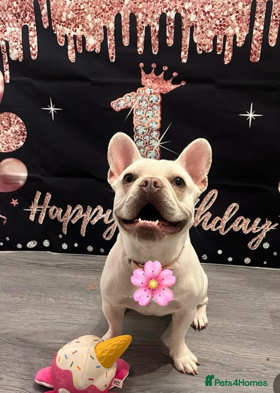 French Bulldog dogs for sale: Female platinum French bulldog  in Worcester Park - Advert 2