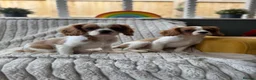 Cavalier King Charles Spaniel dogs for sale: 2 Blenheim cavalier King Charles spaniel boys  - Advert 21