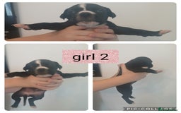 Mixed Breed dogs for sale: Beautiful mastiff cross pups - Image 20