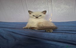 British Shorthair cats for sale: 4 Male British Shorthair Kittens For Sale - Image 4