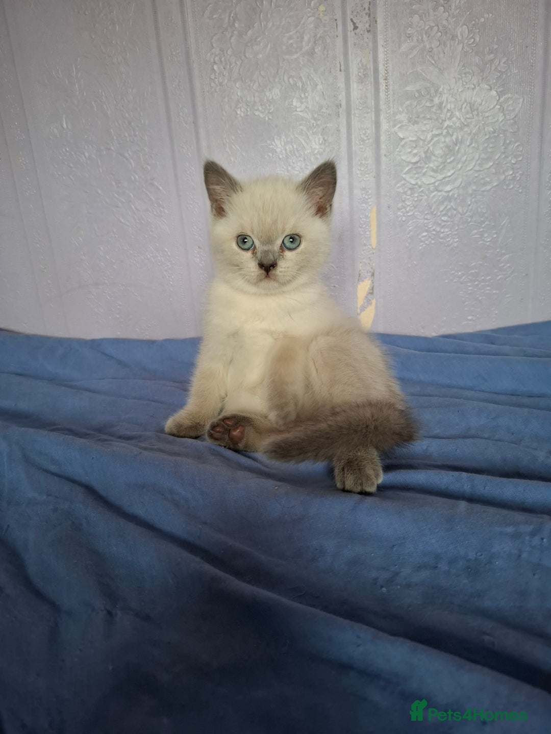 British Shorthair cats for sale: 4 Male British Shorthair Kittens For Sale - Image 4