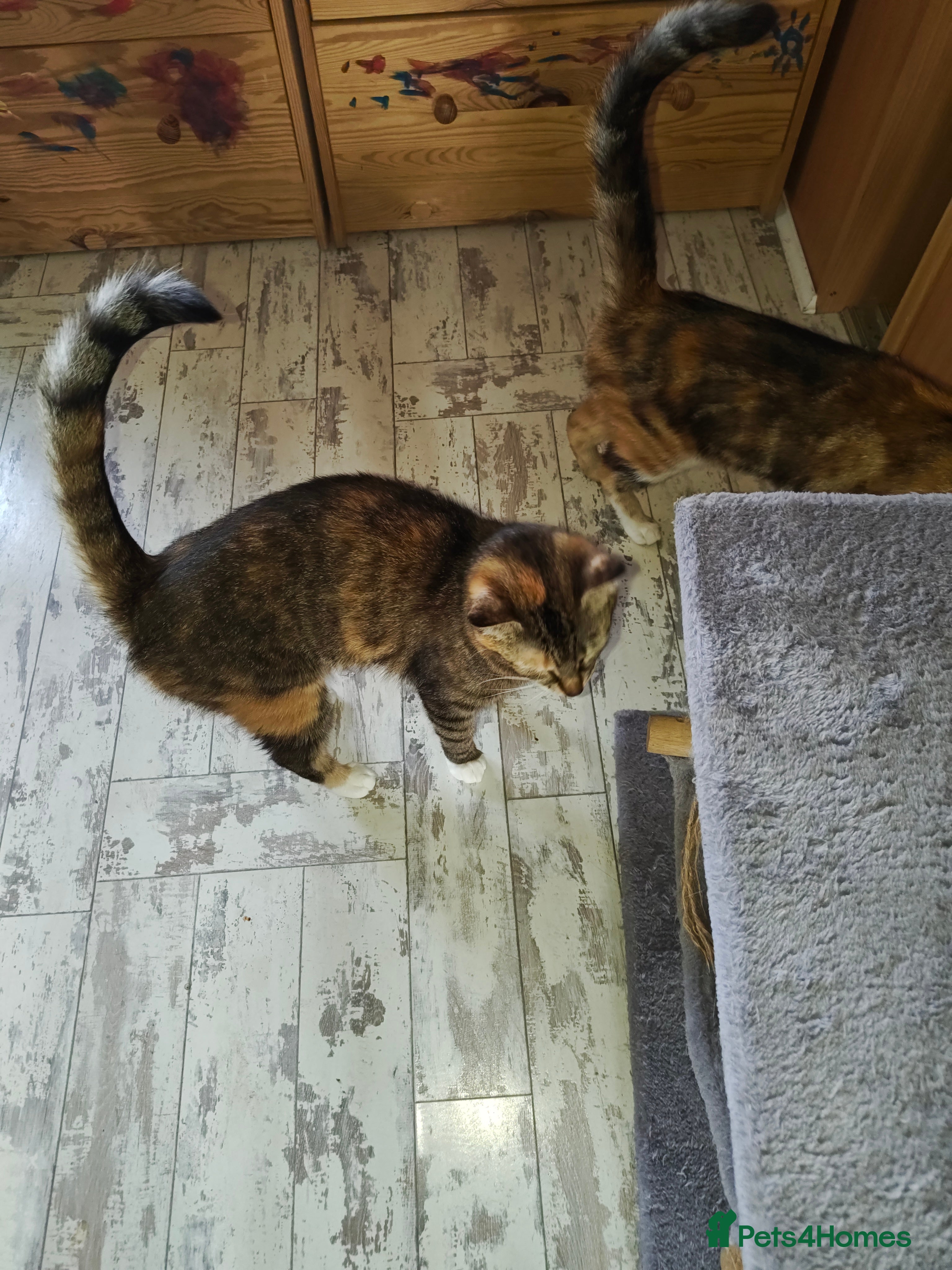 Mixed Breed cats Lovely kittens for a good home - Advert 16