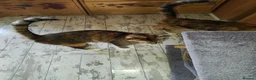 Mixed Breed cats for sale: Lovely kittens for a good home in Durham - Advert 1